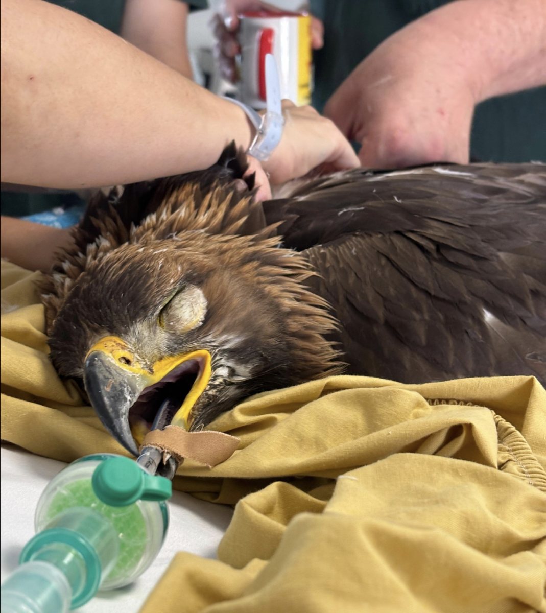 צילום: אורית שוסהיים