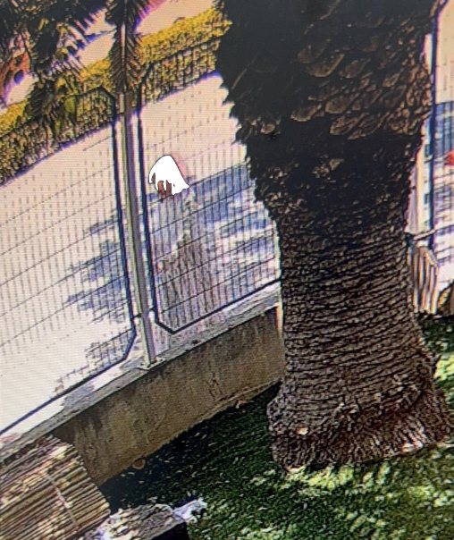 צילום: דוברות המשטרה