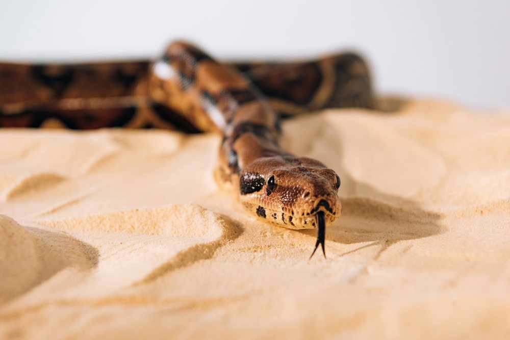 depositphotos  נחש