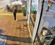 מתקרבים לפיצוח: הצהרת תובע הוגשה נגד שלושת החשודים בהצתת בית הקפה בנדיטה. מעצרם הוארך