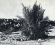  מבין הסיפורים הנוסטלגיים של תושבי גדרה לרגל חגיגות 140 שנה למושבה 